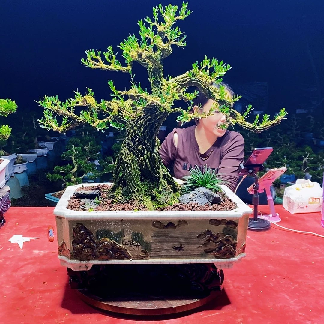 当前无花朵，栽培后可花朵