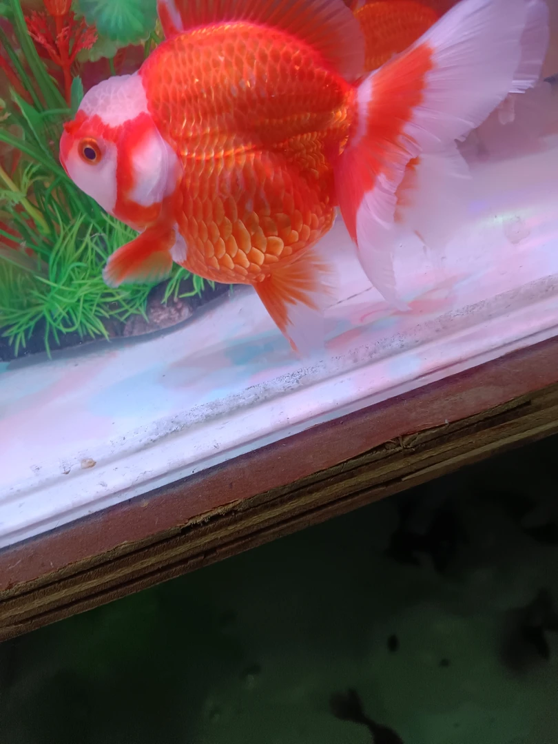 泰狮元宝金鱼尺寸11-12尺寸