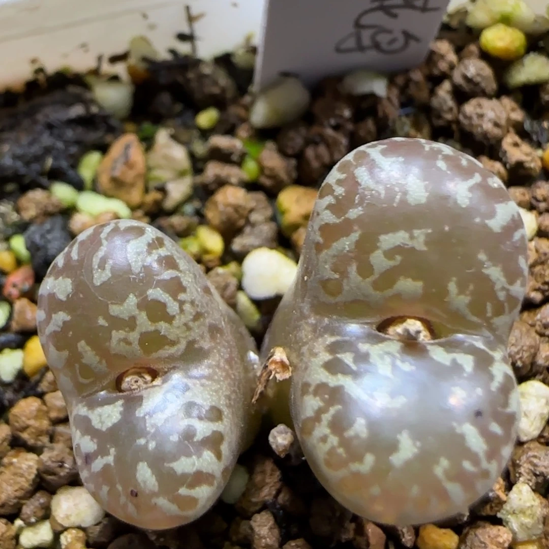 12.31 跨年夜福利。黄花鸟5027