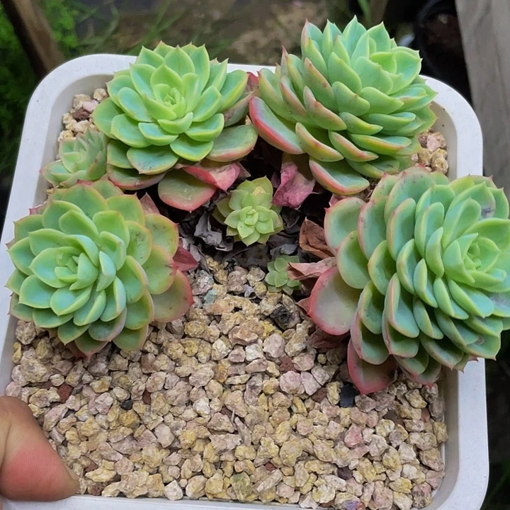 一物一拍一物一拍