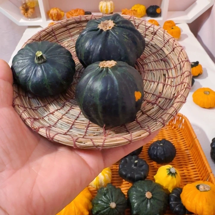 养**羊墨西哥七彩葫芦青皮