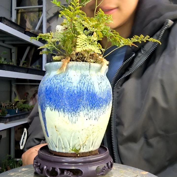 工***姐小盆景小植物一物一拍122