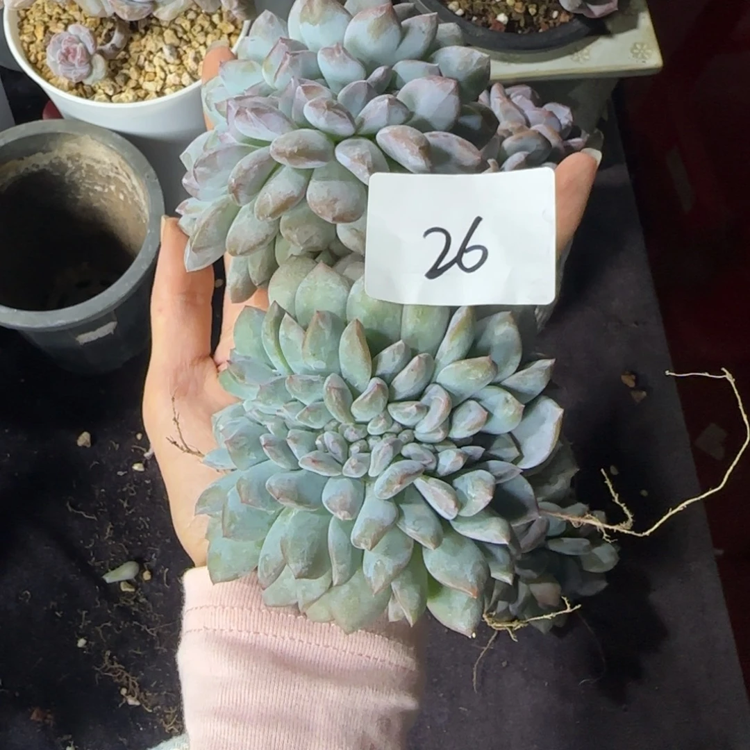 喜***风两颗缀化一物一拍26