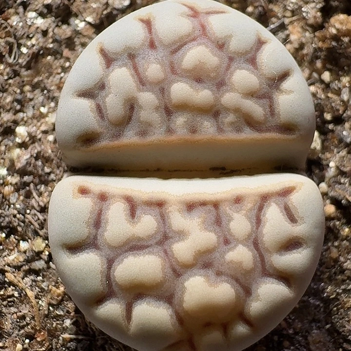 生石花11122。  266