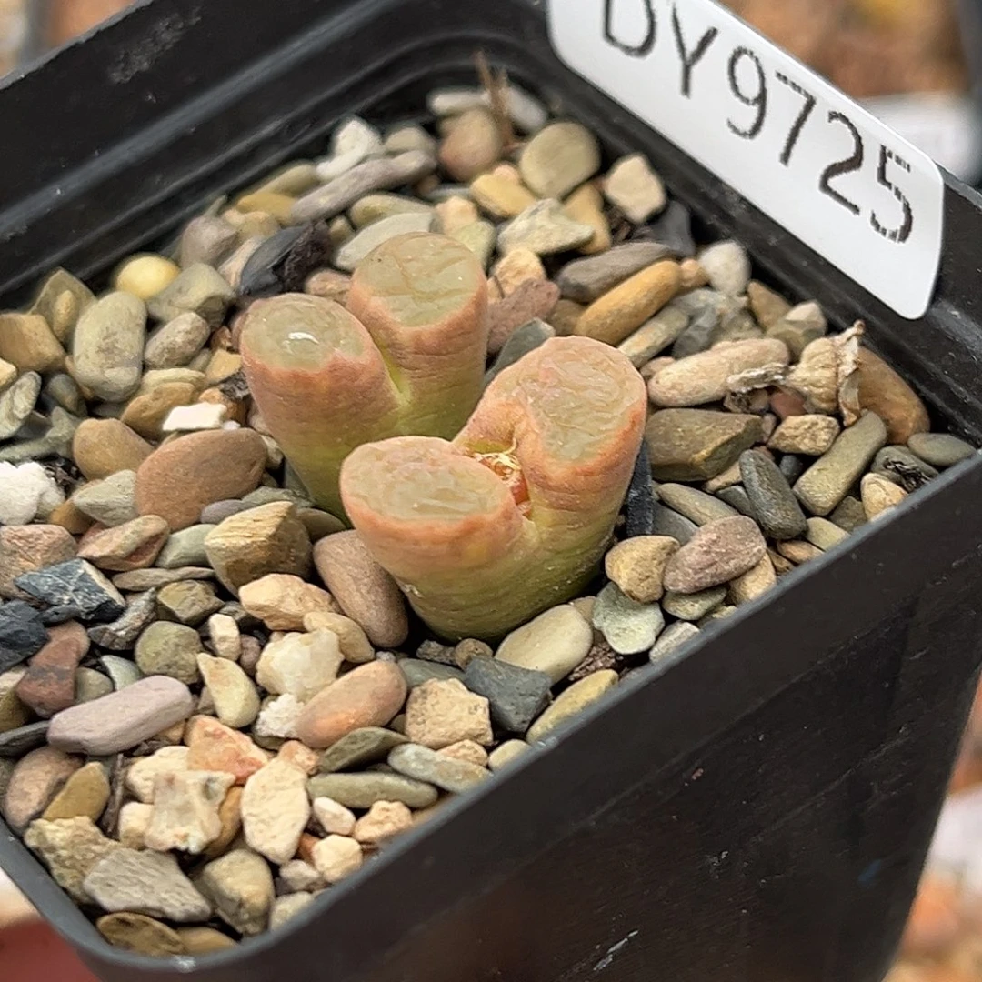 一物一拍磁铁9725