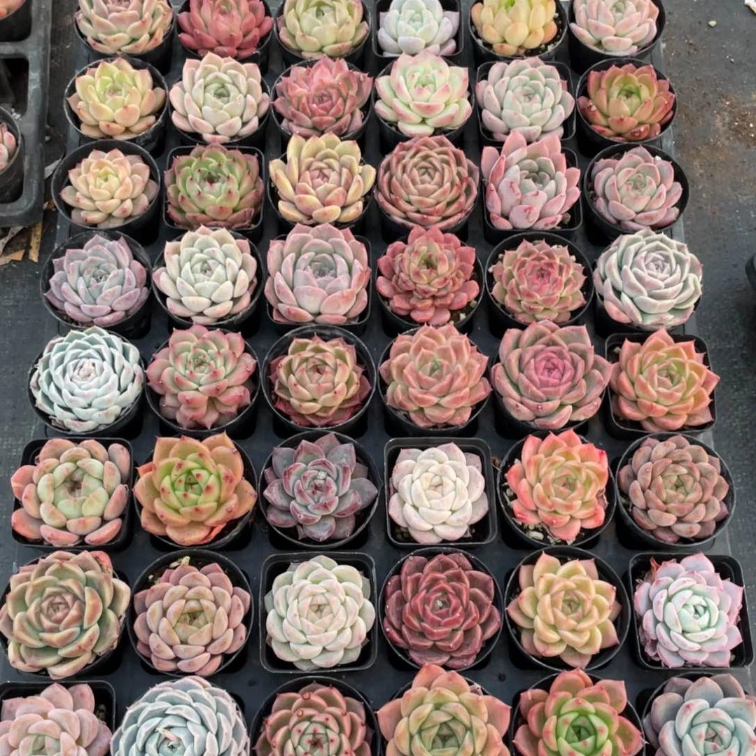 一物一拍48棵22-155