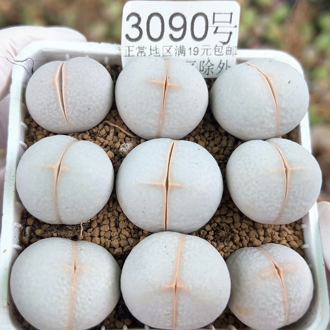 3090 好养易活生石花大母本