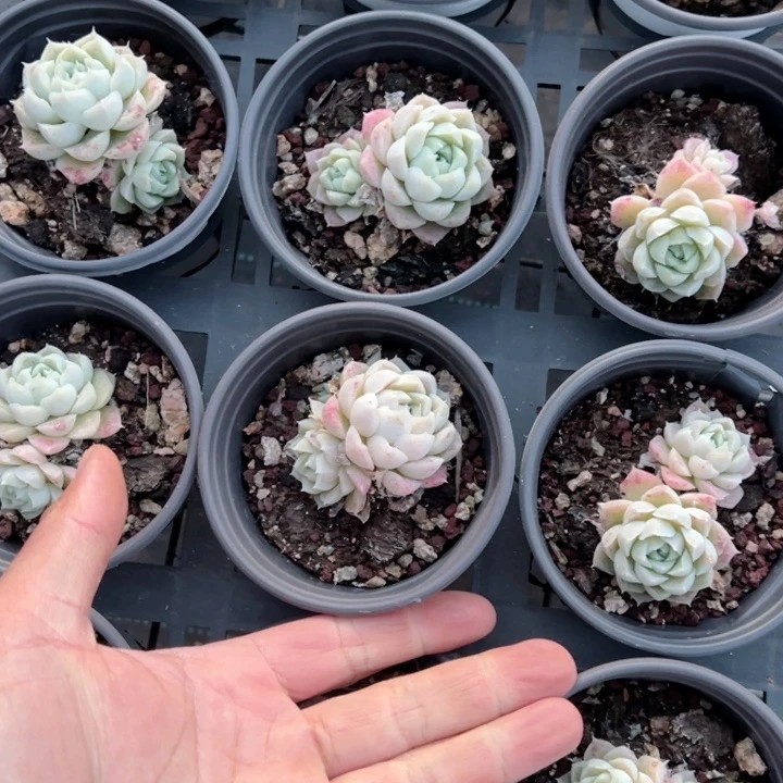 白月影单双混5cm起一颗量拍多肉满20包邮