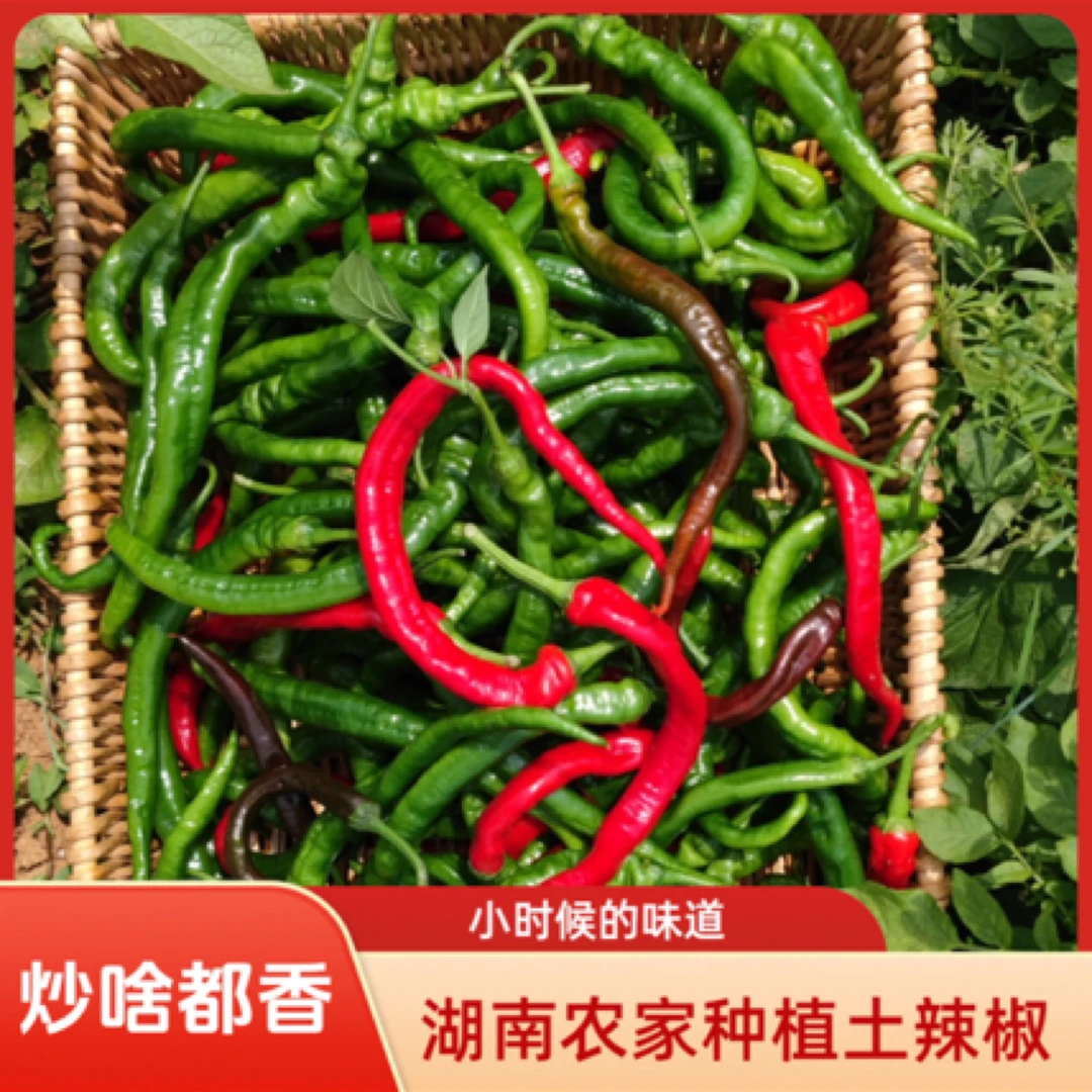 湘西露天种植老品种土辣椒秋辣椒小青椒