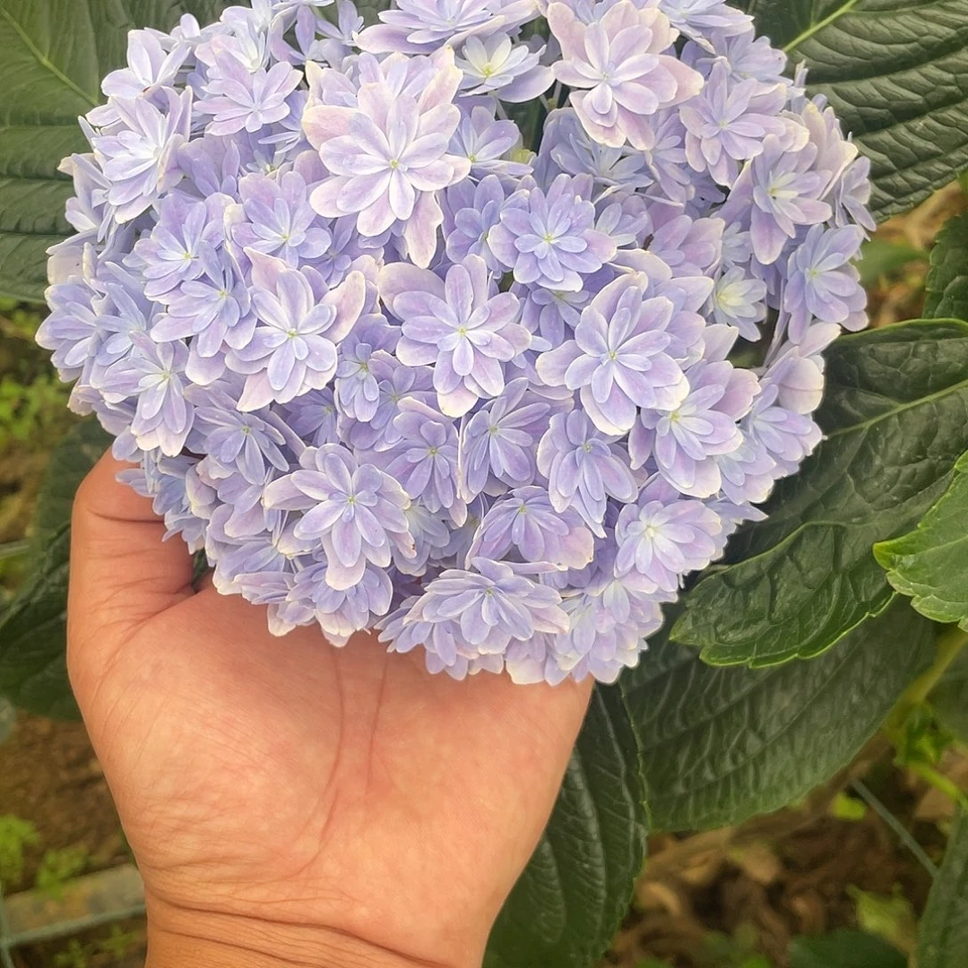 完全开放绣球切花一物一拍3枝起包邮，不大12