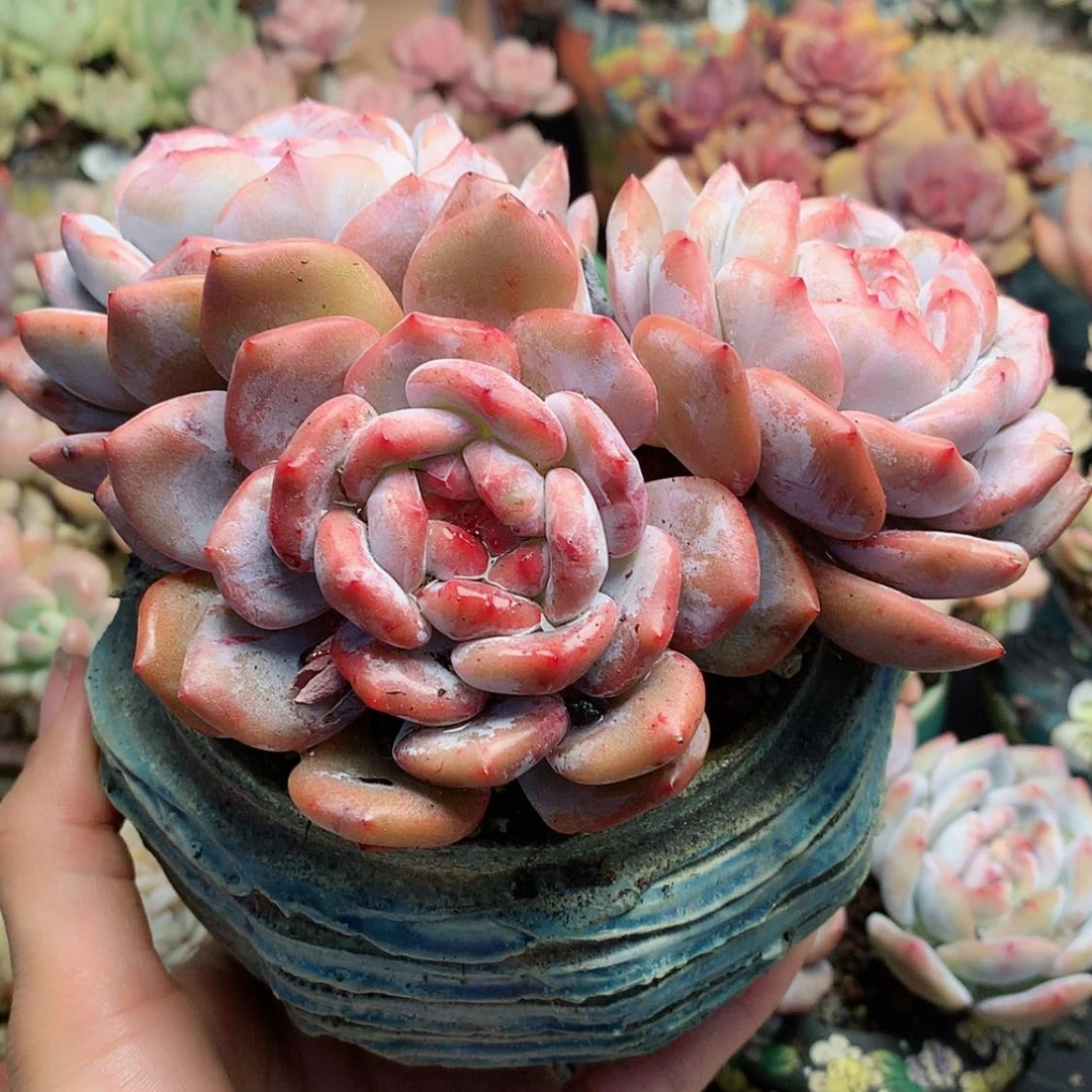 【闪购商品】七*o七宝补差