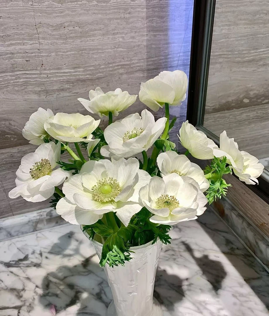 嫩绿色银莲花一把   百搭配花  云南基地鲜花 家养水养