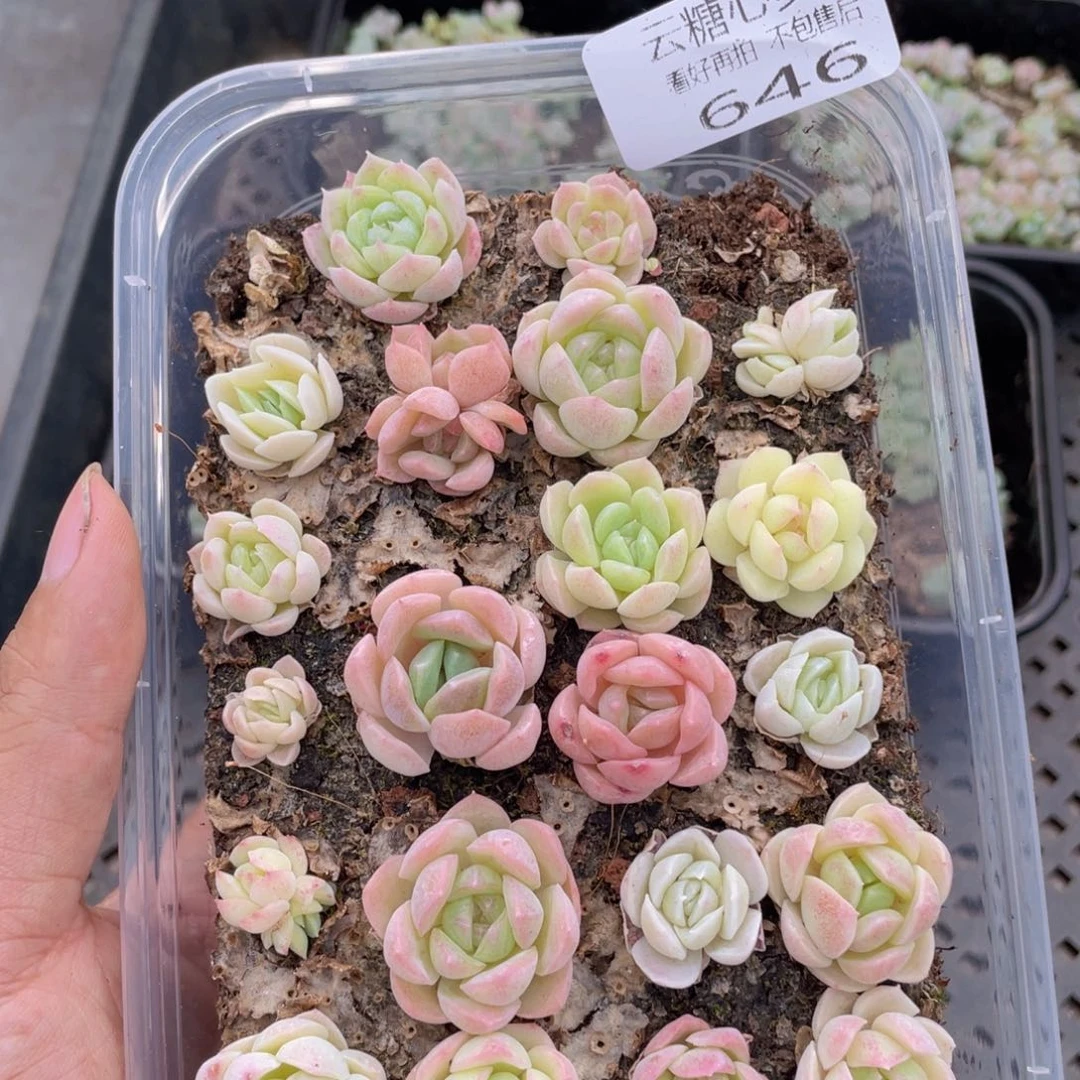 云糖心多肉植物646