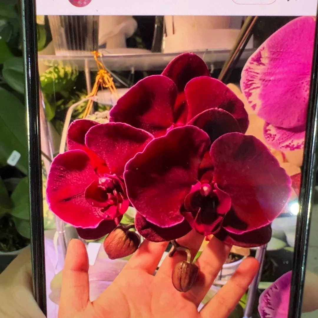 当前无花栽培后可以开花处理破损苗红天鹅，凑单发货