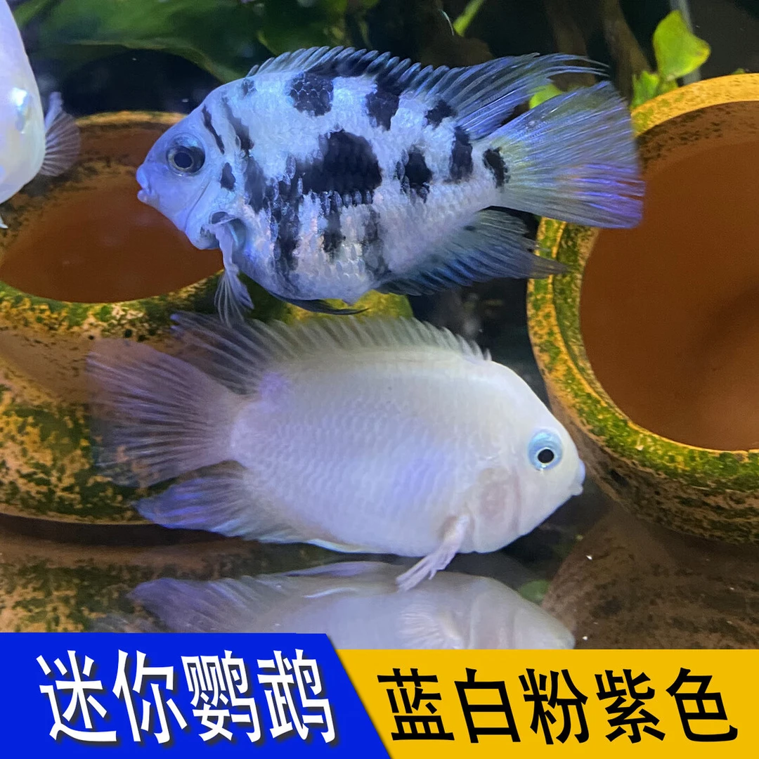 甄梦渔野甄梦渔野一月一窝种鱼公母一对白金摩卡胭脂粉迷你鹦鹉热