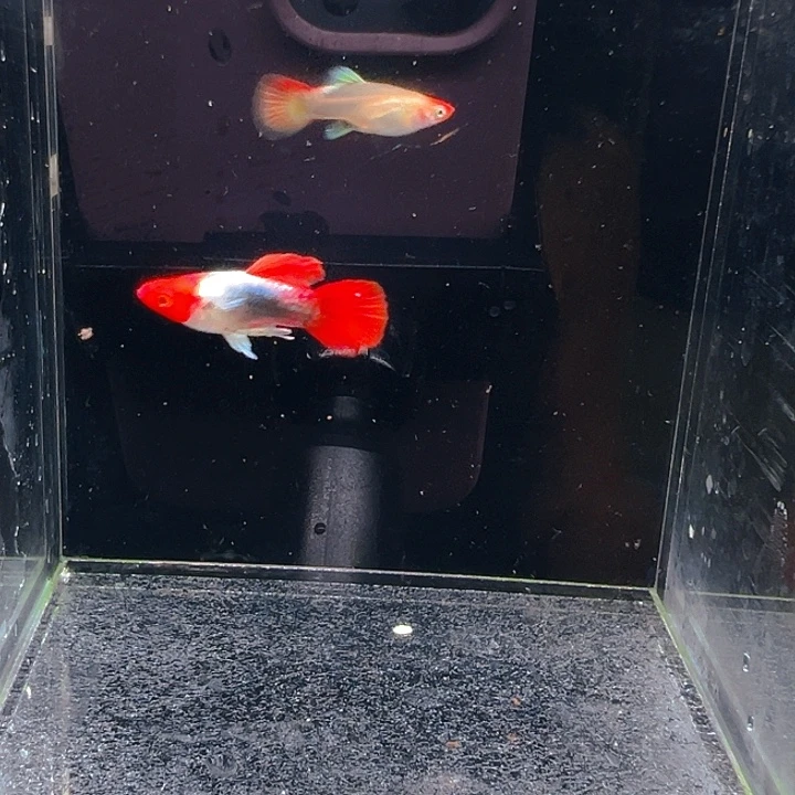 孔雀鱼精品圣诞帽亚成1对