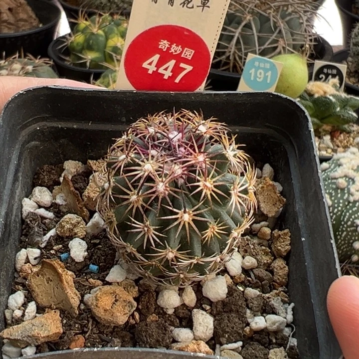 实生带中刺红廉玉3.3cm