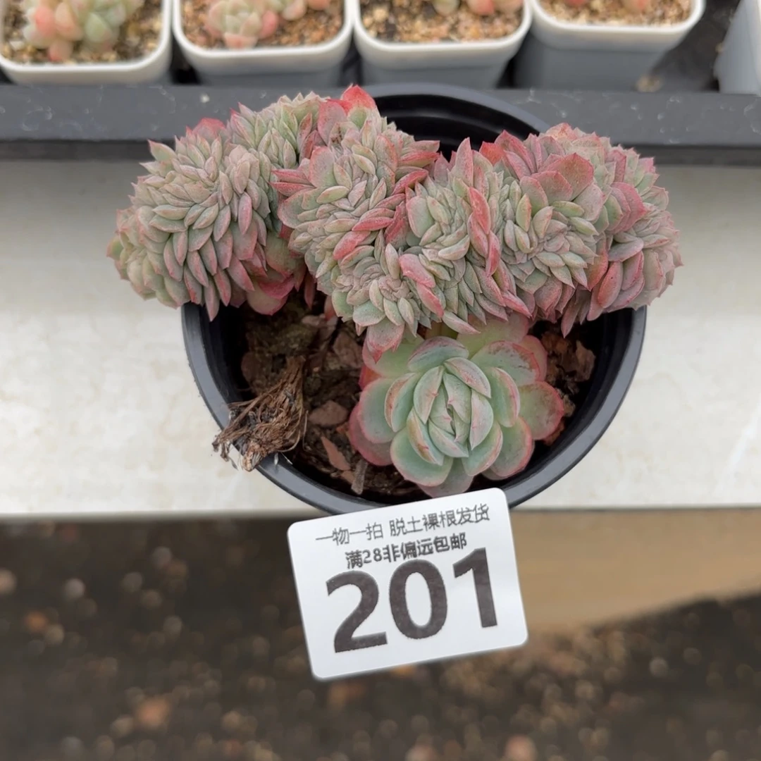 贝瑞缀无盆土发货