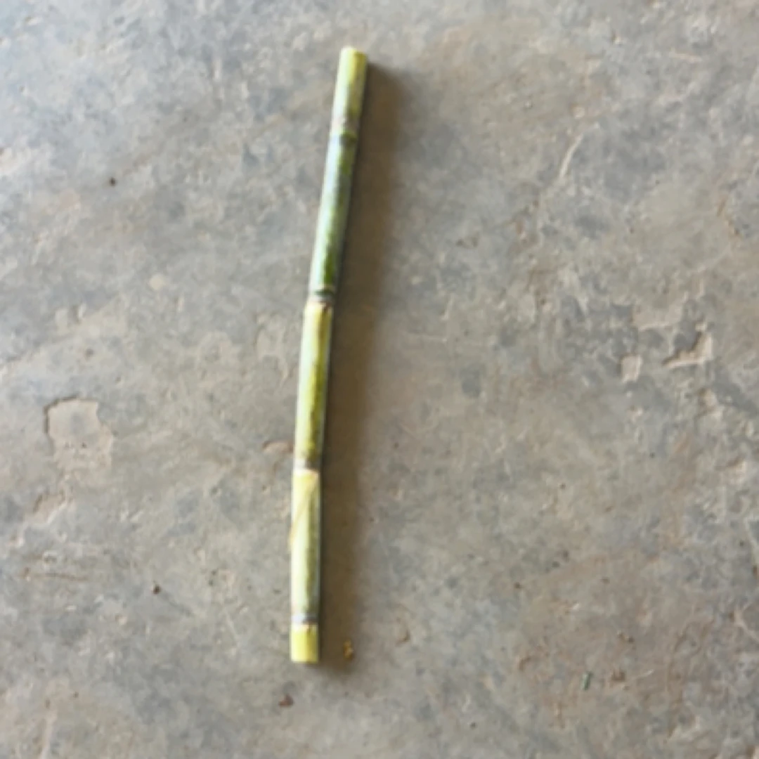 湖北青皮甘蔗种芽5个包邮