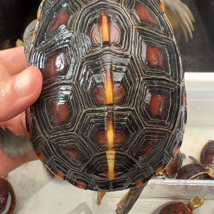 遵***规啦啦了我来啦打脸啊