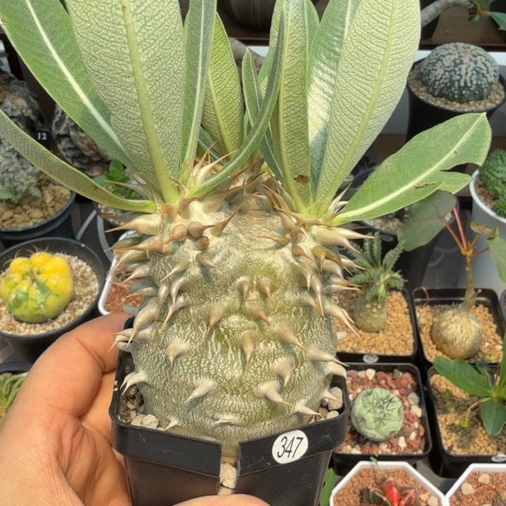 女王玉347 仙人球