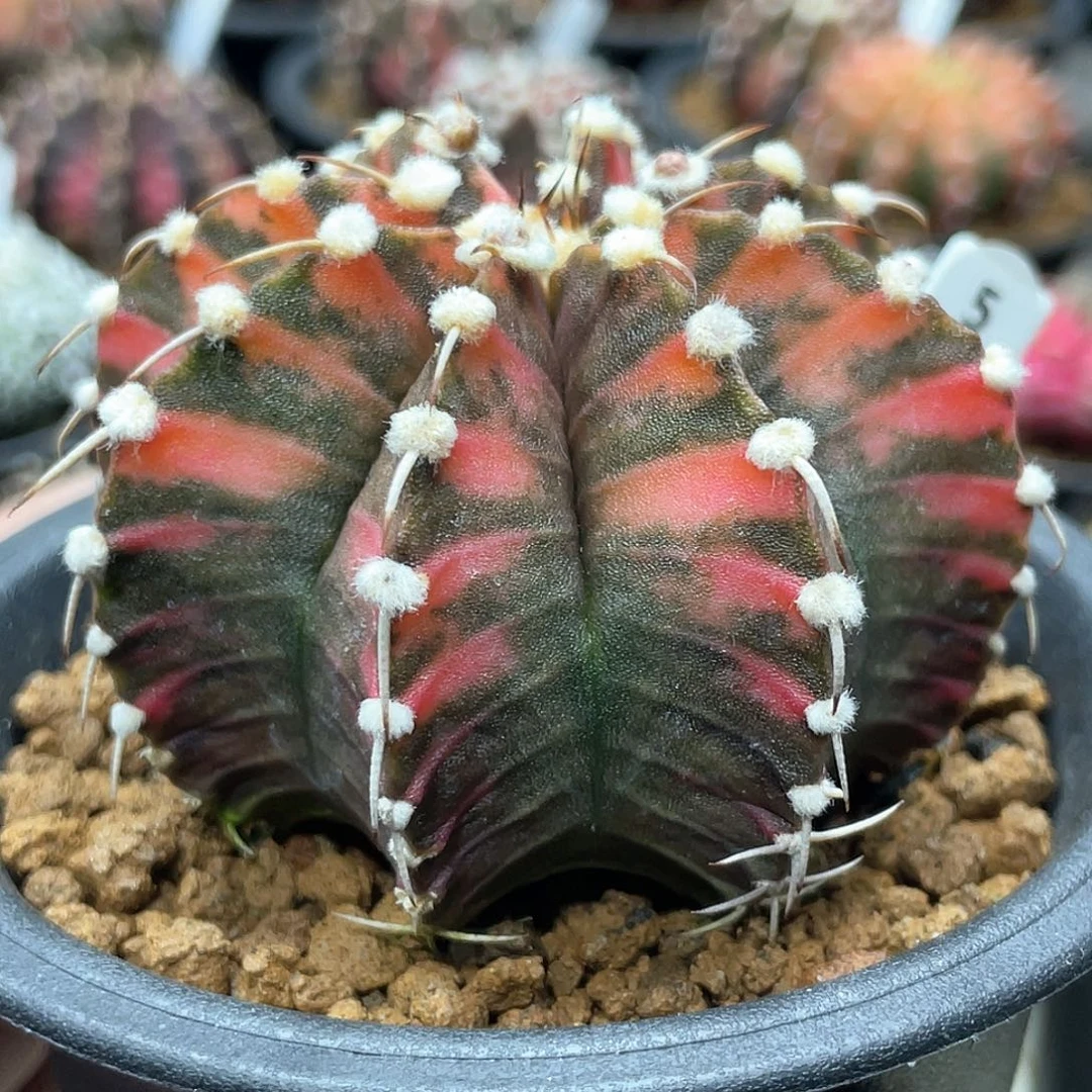 泰系实生根，高绒虎斑肋骨锦