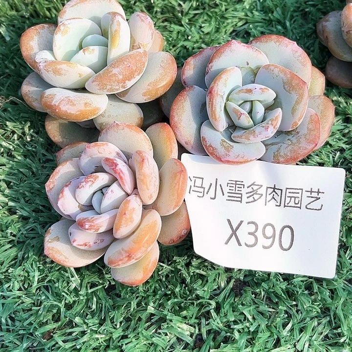 我是你的小可爱啊我的小可爱啊呜呜