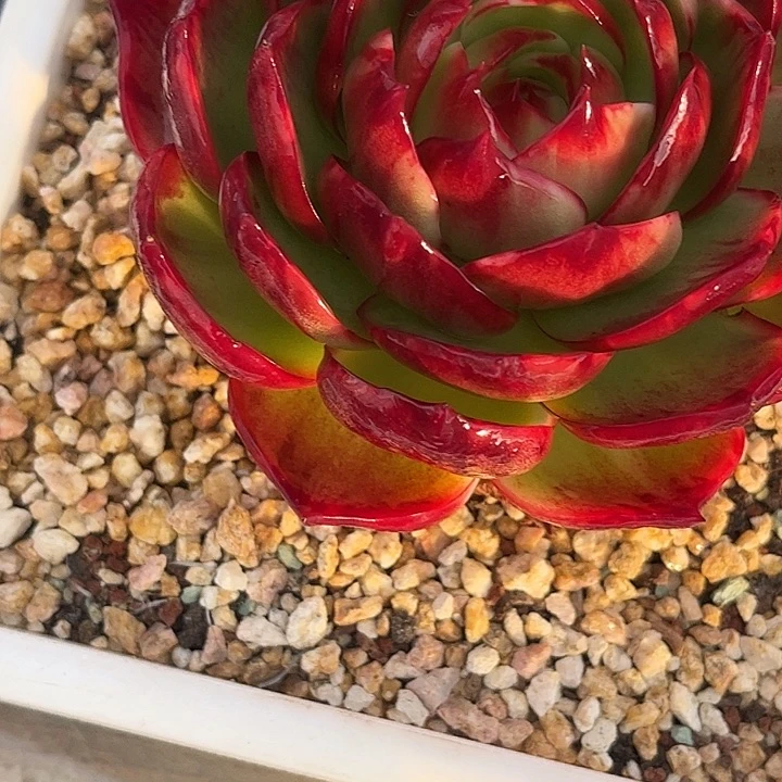 惊鸿仙子多肉植物128