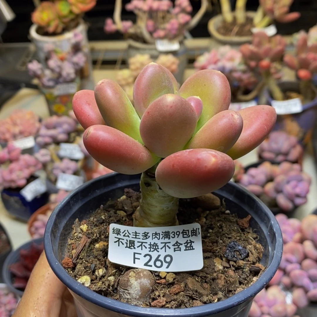 269金蟾多肉肉5c m