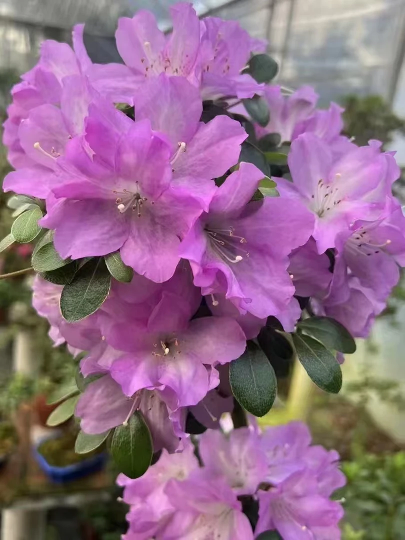 1陶美景，2日之丸，3花月，4樱绒，5玉玲，6熏风