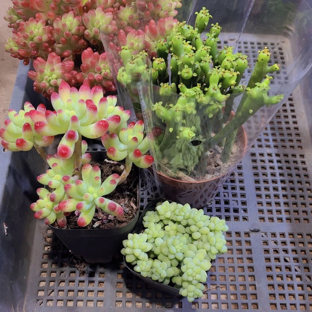 多肉517多肉植物