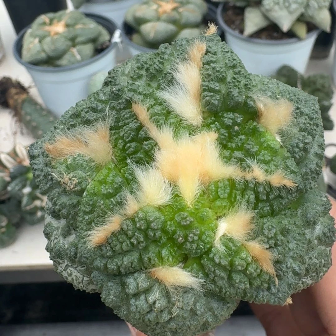 【闪购商品】无花朵梦**家大尤哥斯拉508