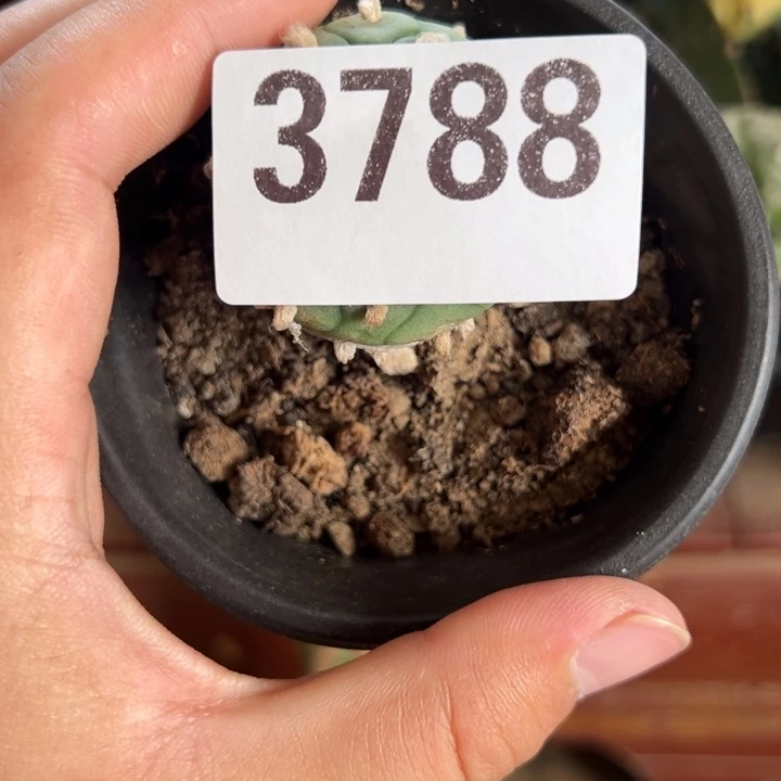 清***澈仙人球开花仙人球3788