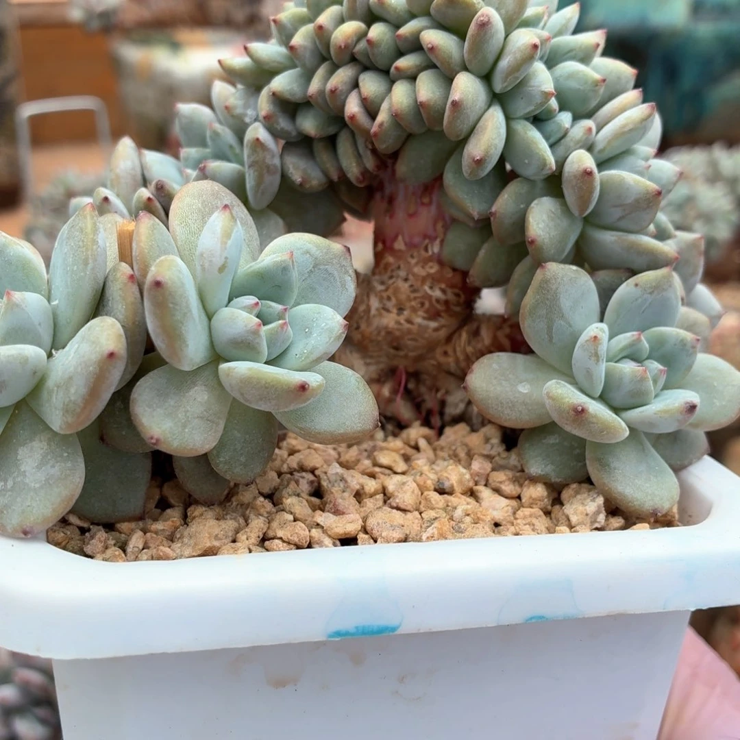 漂**姐漂亮姐姐寄养8888