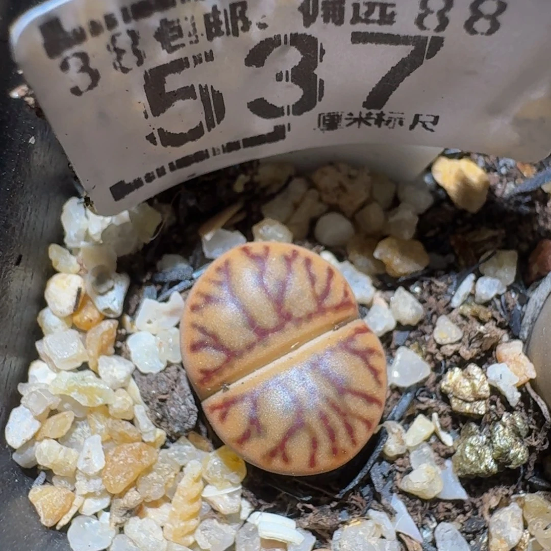 Zzzz精品生石花537