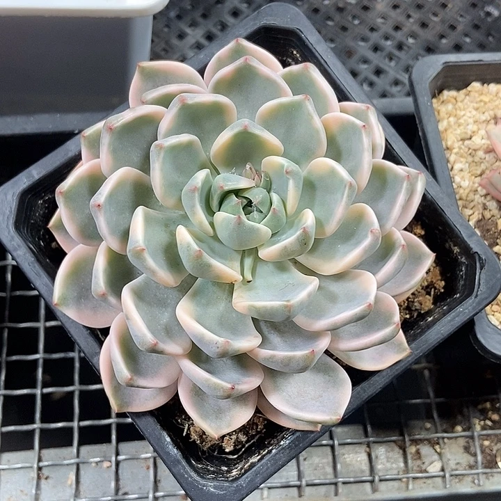 红粉佳人锦多肉植物