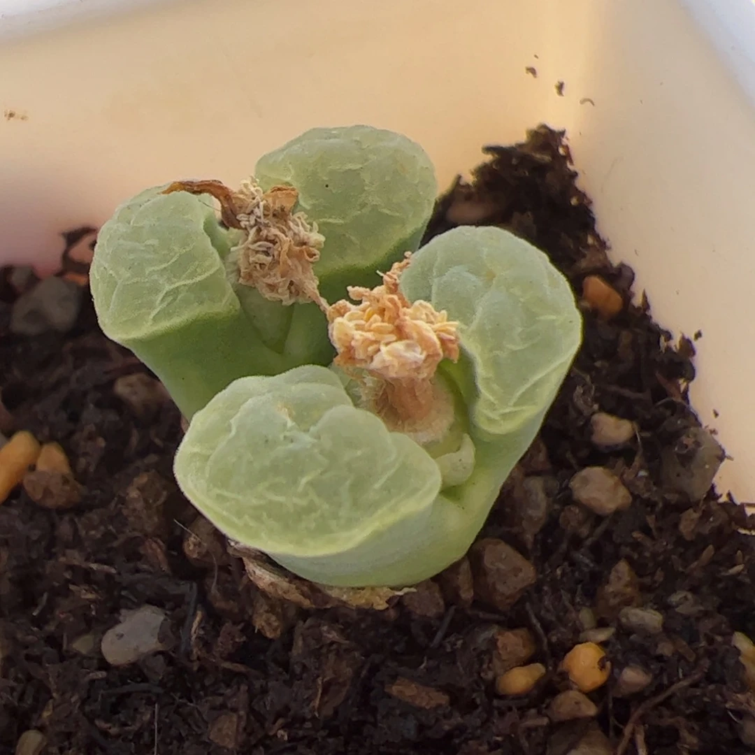 极窗多肉植物双头