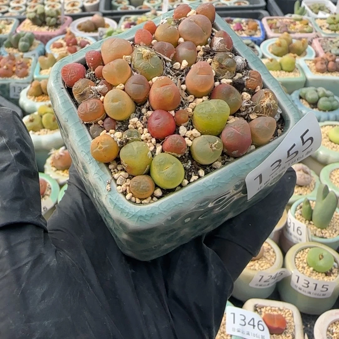 1355--一物一拍 带盆