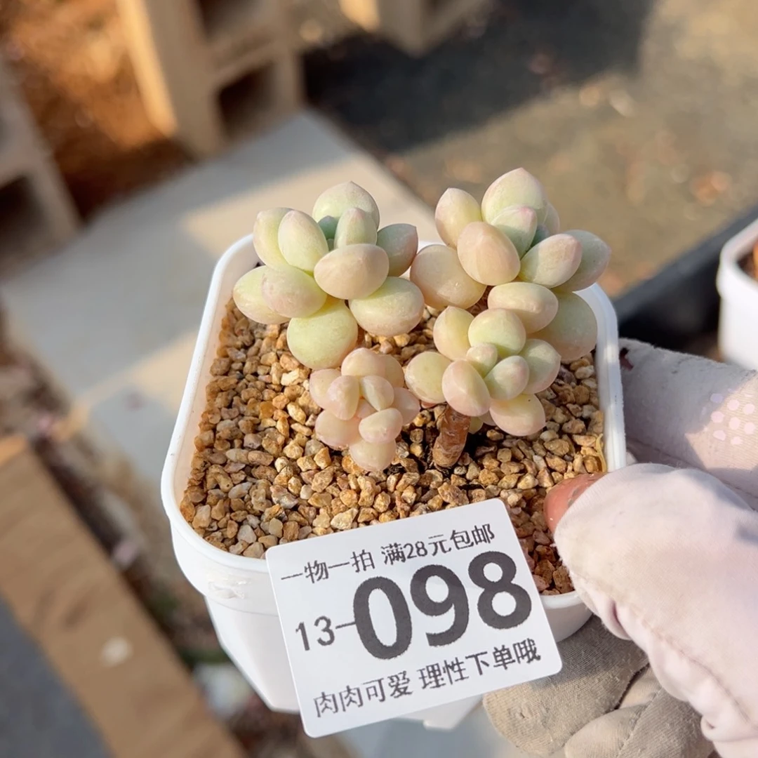 泡泡糖多肉多肉多肉多肉多肉