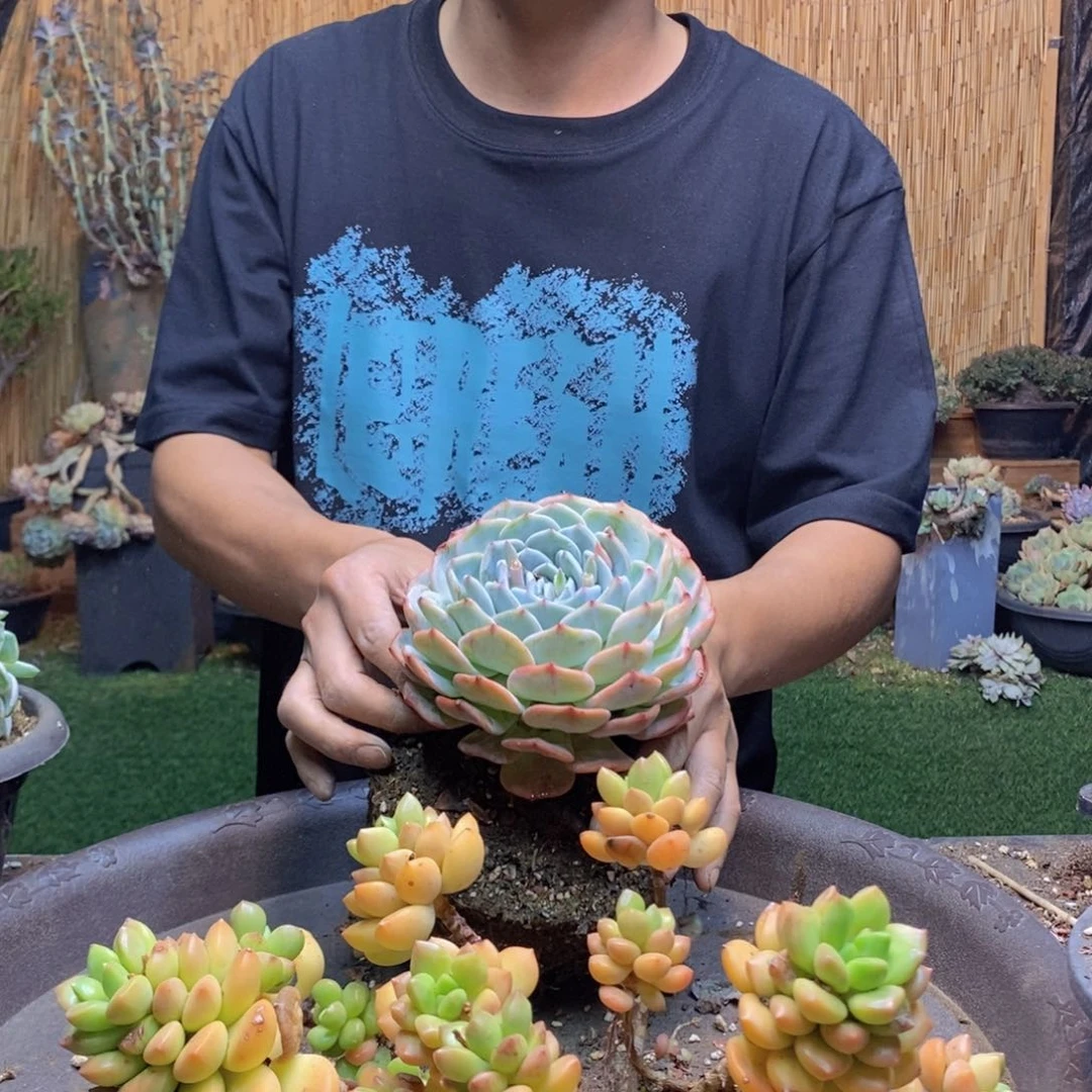 北****、211号老桩多肉