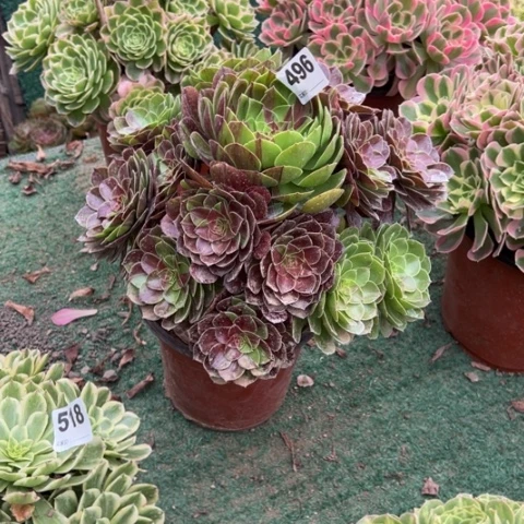 杨***活496花月夜手捧多肉，
