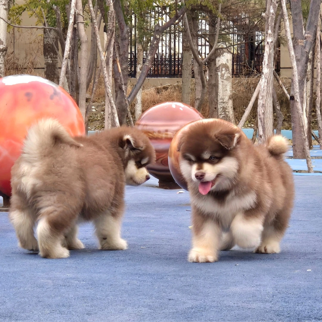 【商商家阿拉斯加雪橇犬】宠物活体狗狗链接