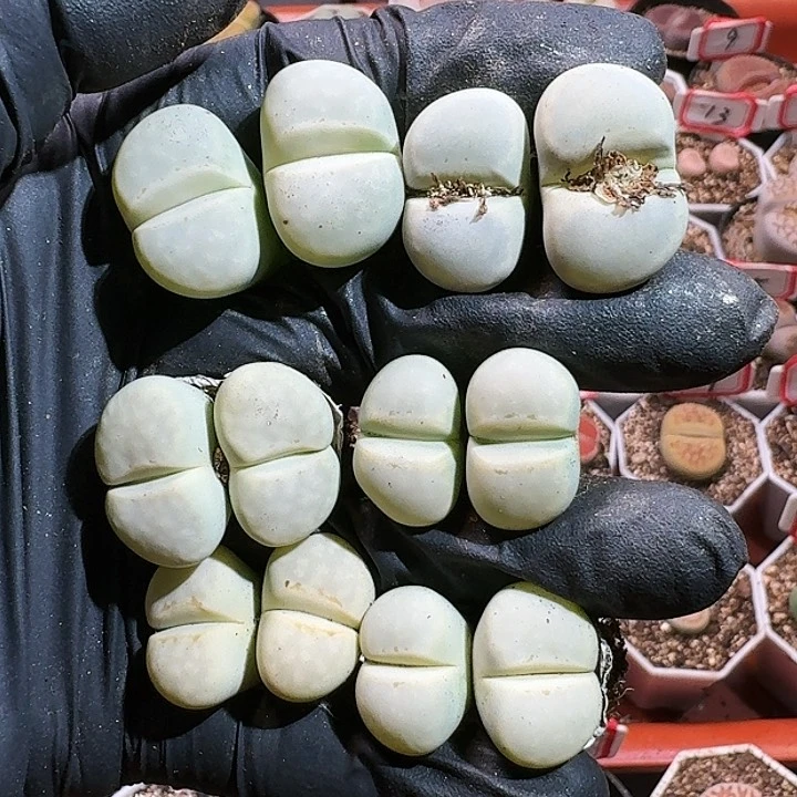 骆***?生石花11111111。    655