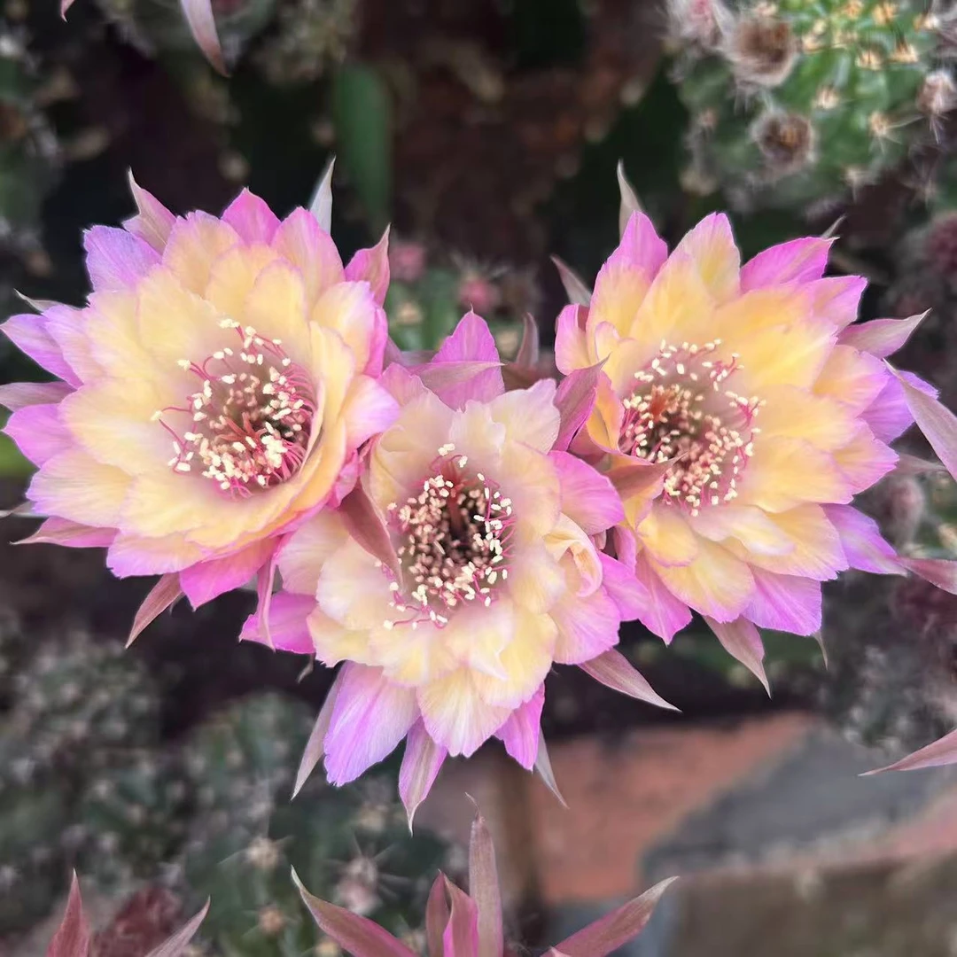 极光带柱子 仙人球夏型种绿植盆栽桌面阳台办