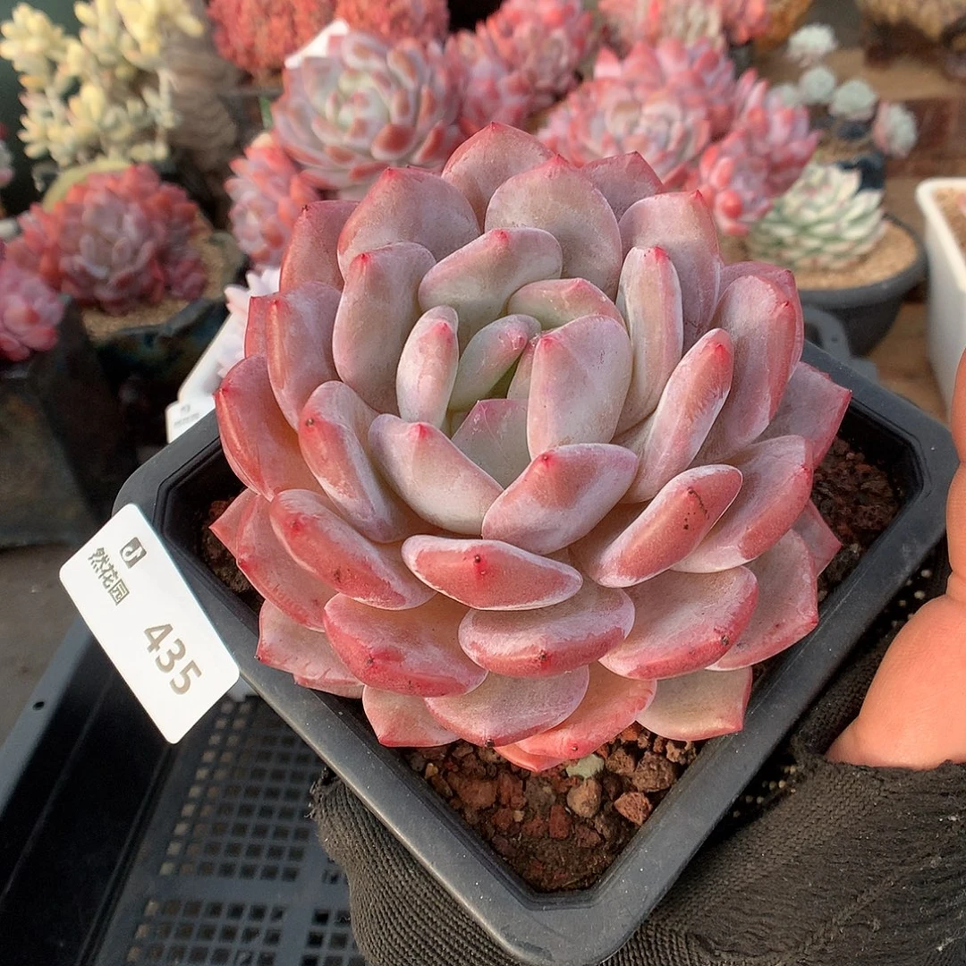 435星橙多肉植物6666