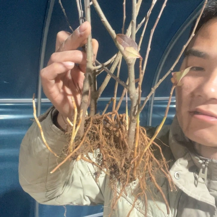 原生凌之舞海棠花一颗