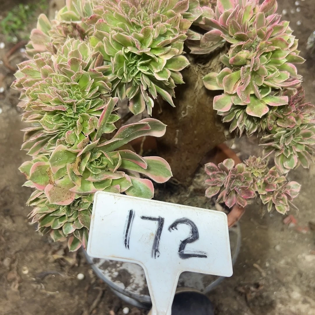 多肉植物粉女巫缀花172