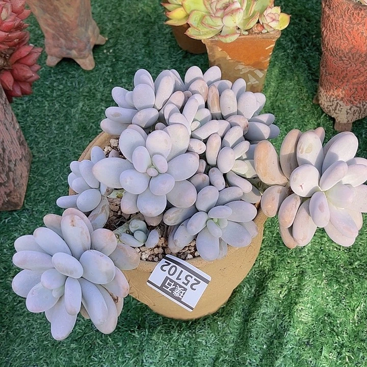 奶酪25103多肉植物