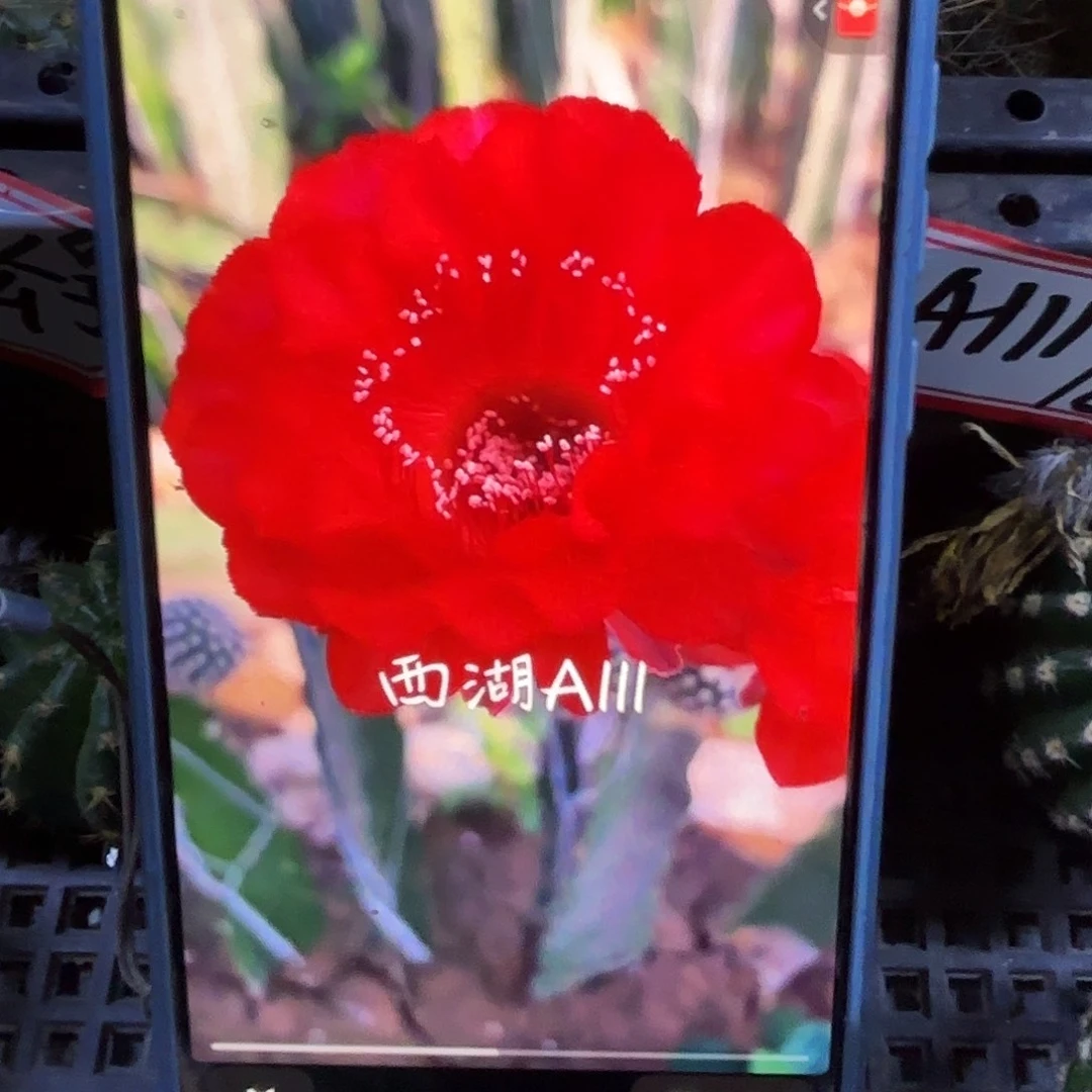 A111无根侧牙四公分54