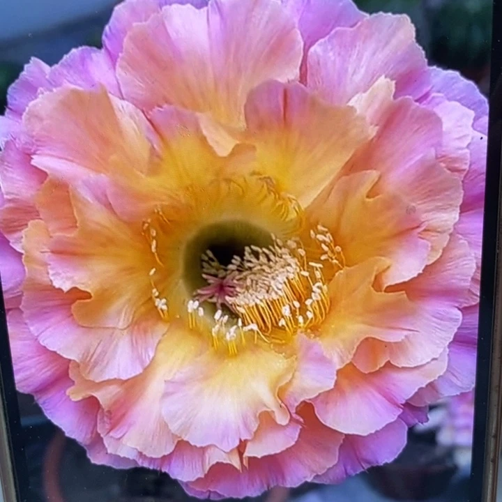 彩草新1-200号带根5公分左右